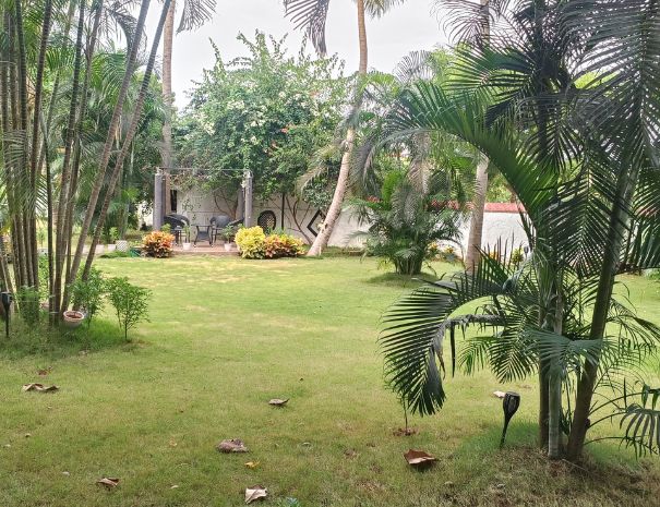 Garden Lawn
